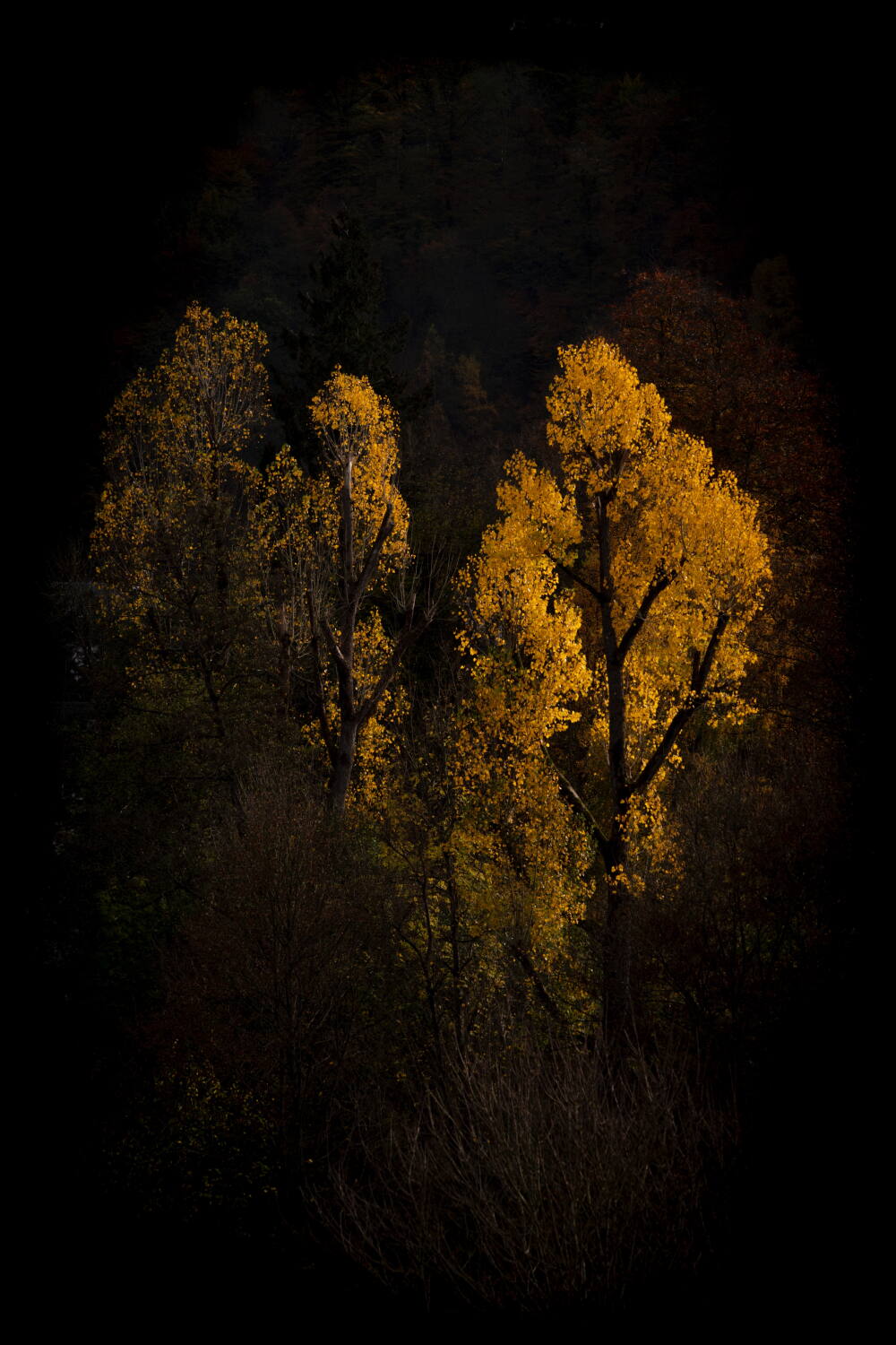 Bäume Leuchtend Gold im Dunklen Herbst