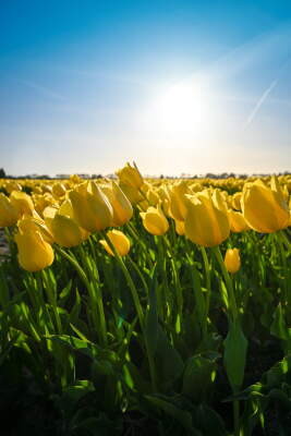 Yellow tulip field in evening light