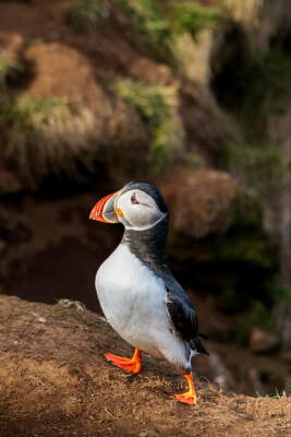Puffin in the evening sun