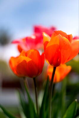 Tulips nearby