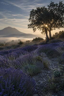 Lavender Path in Soft Morning Sun