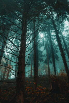 Black Forest