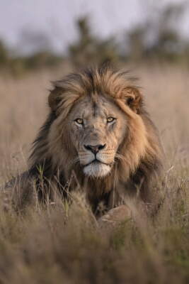 "Lion in Tall Grass with Steady Gaze"
