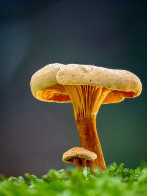 False Chanterelle