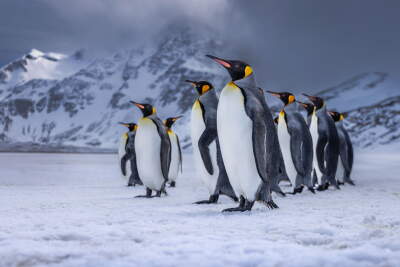 The walk