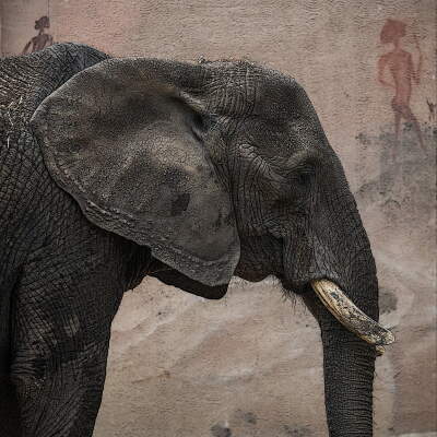 Olifant