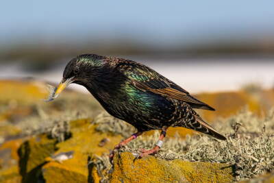 Sparkling Starling