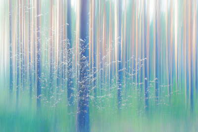 Romantic Forest