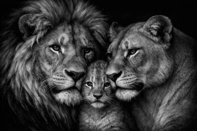 Lion Family in Protective Portrait