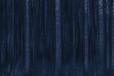 Fantasy Forest