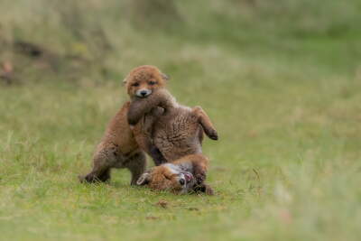 Playing young foxes provide fantastic moment