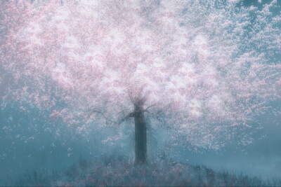 Pink Blossom Dream
