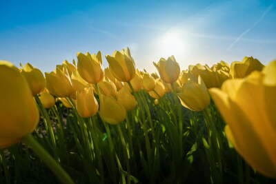Yellow tulip field