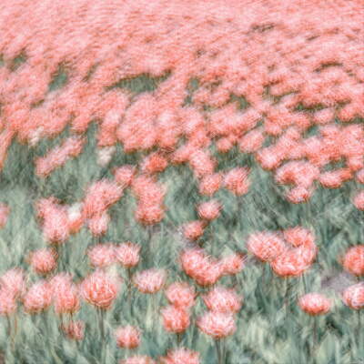 Pink Tulips
