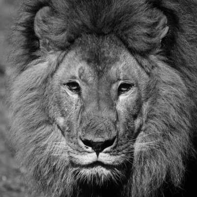 King
