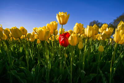 Red tulip in a yellow field