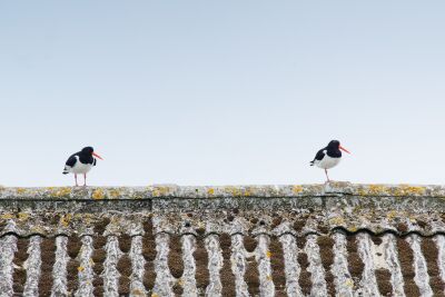Scholeksters op het dak
