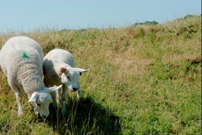 2 Texelse schapen op de dijk