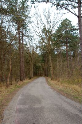 Pad door het bos