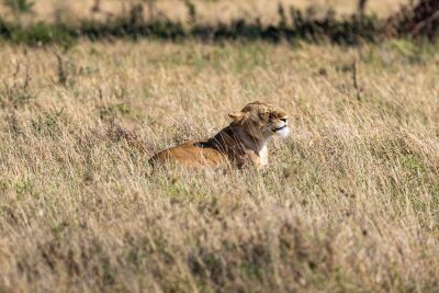 Lion in the morning sun