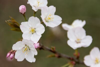Bloesem Japanse sierkers