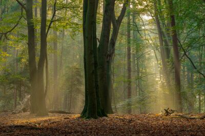 Boslandschap in herfstkleuren