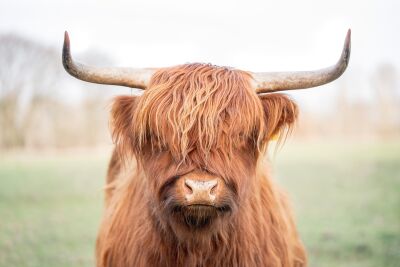 Rustic Strength Highland Cow in an Open Field