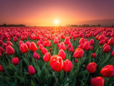 Tulpen bij zonsokomst