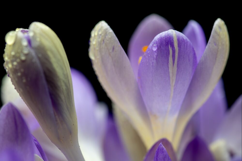 Krokus met zonlicht en dauw en een zwarte achtergrond