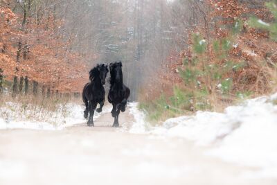 "Wintergalopp: Zwei Friesenpferde im Schnee"