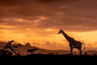 Moeder giraffe tijdens zonsondergang