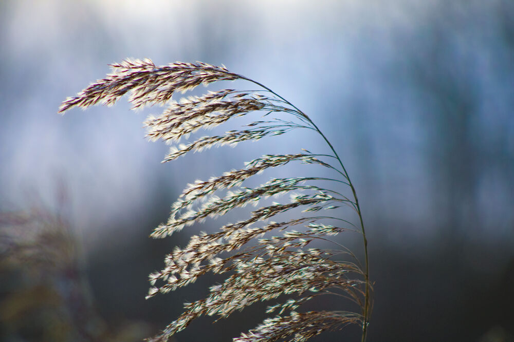Dust in the wind