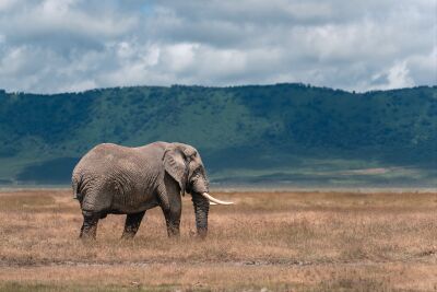 Afrikaanse olifant in open landschap – Ngorongoro Krater, Tanzania