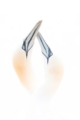 Der Liebestanz: Balzende Basstölpel"