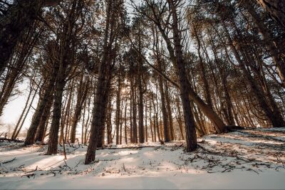 Winterzon in het Dennenbos