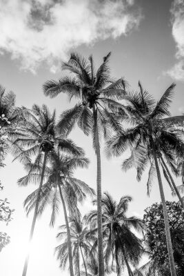 Palm Trees in a Timeless Tropical Sky in Black and White