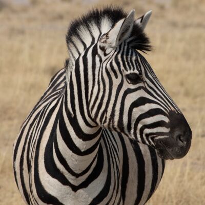 Zebra portret