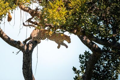 Springend luipaard tussen takken – Serengeti, Tanzania
