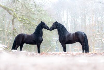 "Winterliche Harmonie: Zwei Friesenpferde im Schnee"