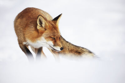 Vos in de sneeuw