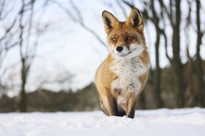 Vos in een sneeuw landschap