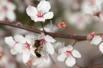 Honingbij op bloesem Fuji Kers