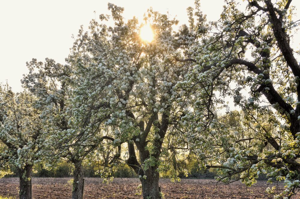 Bloesem in de avondzon