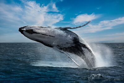 Vliegende walvis