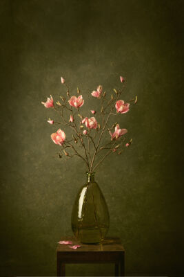 Where Magnolia Grows