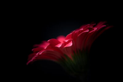 Gerbera