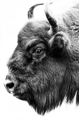 Wisent - Europese buffel