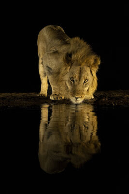 Lion in the night