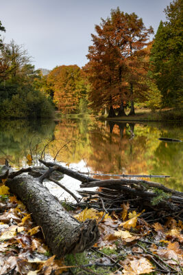 Wandelbos in de herfst