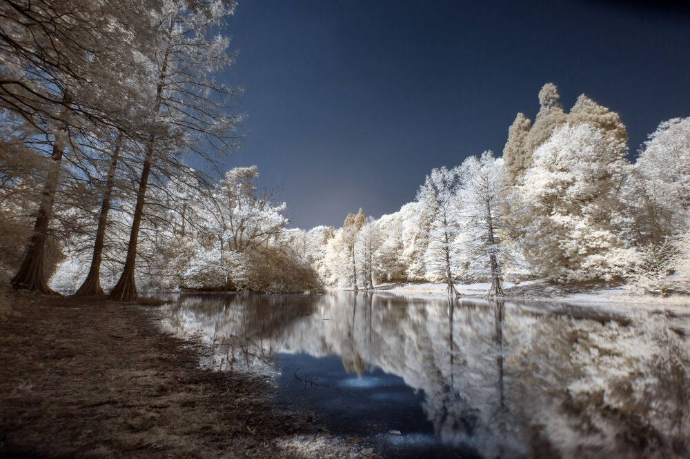 Wandelbos, infrarood